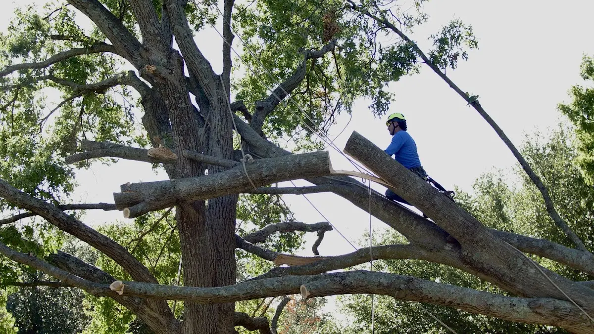 Professional Crown Thinning performed by certified arborists in Forest City