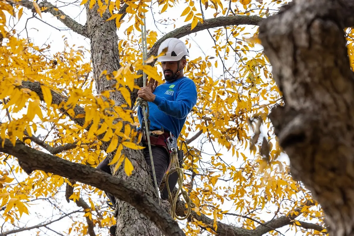 Skilled Storm Damage Cleanup crew working in Forest City